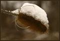 Snow Cap