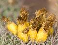 Saguaro Fruit