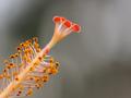 Pistil and Stamen