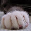 paw