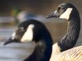 Two Geese and A Mallard