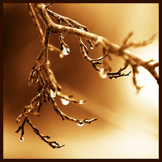 Ice Buds