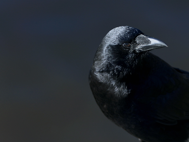 "Nevermore"