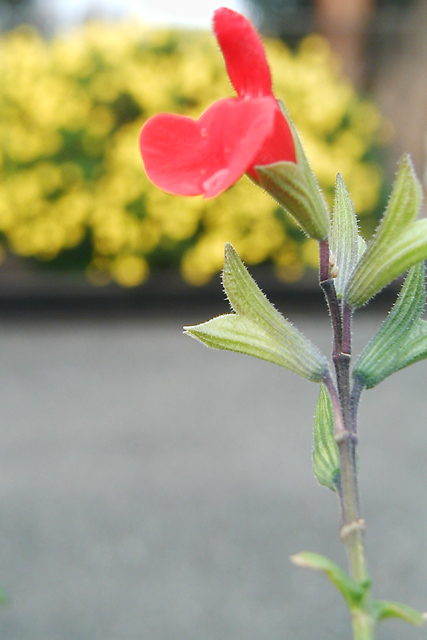 Red on Yellow, Green on Gray