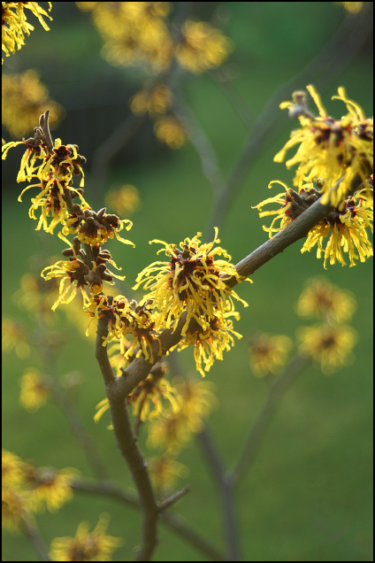 Witch Hazel