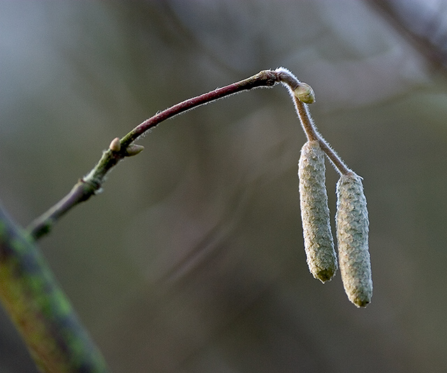 spring promises