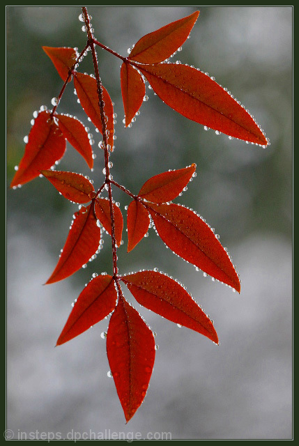 Enchanting Rain