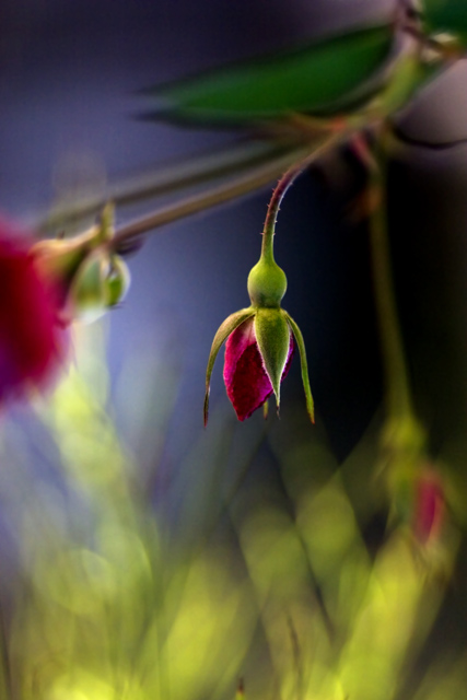 rosebud
