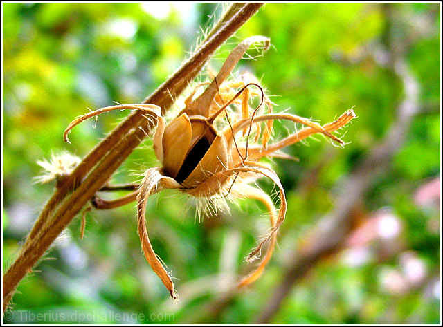 Seeds