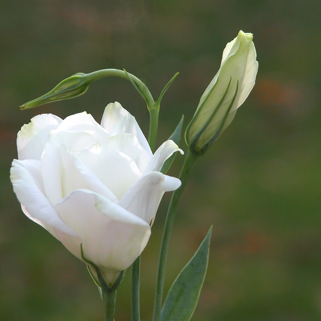 White Lizzyanthus