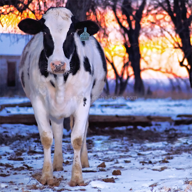 Mooooo...n Rise