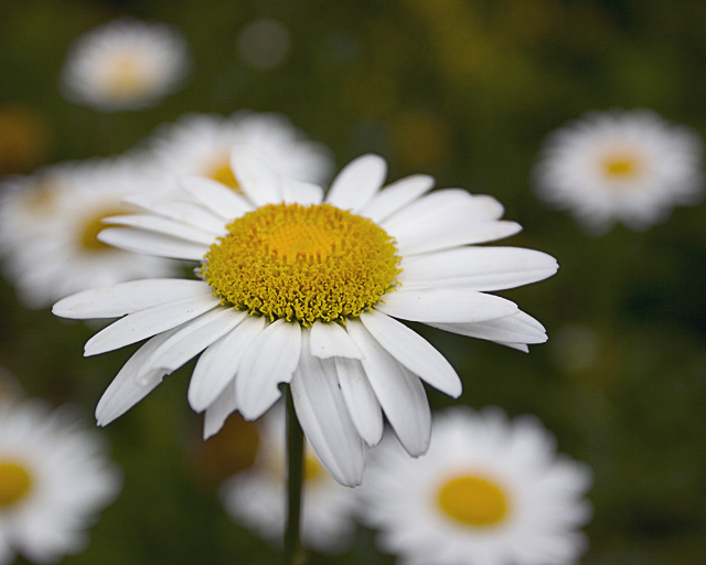 Daisies