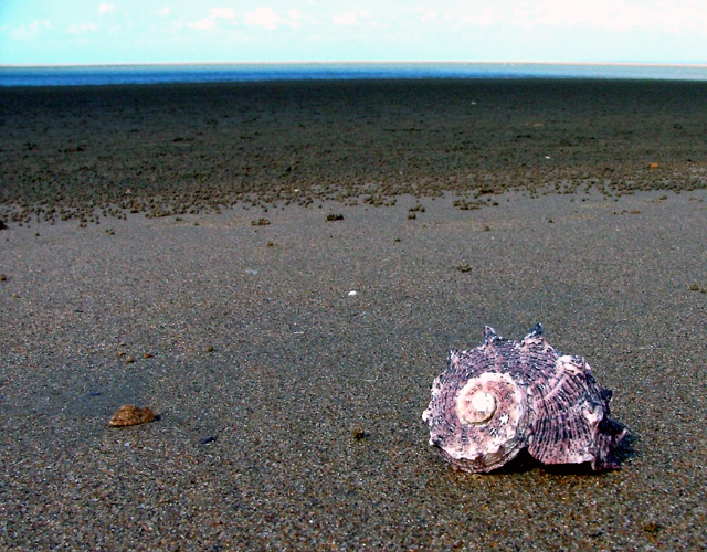 Shell on the Beach