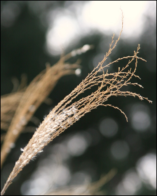 Winter Grass