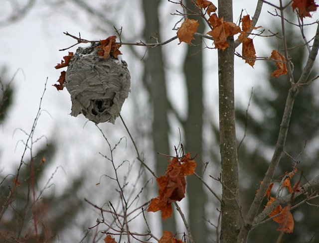 Hornets Nest