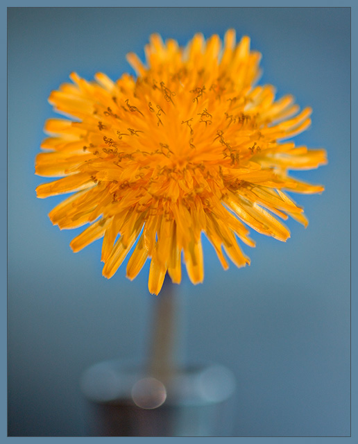 Dormant Dandilion