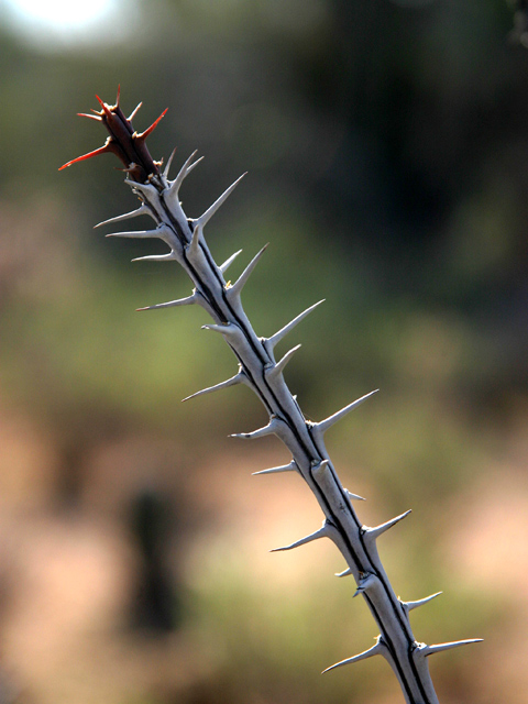 Desert Thorns