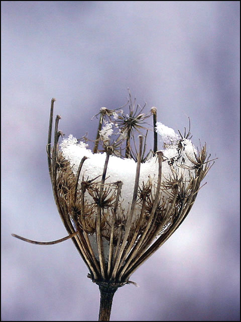 Queen Anne's Lace