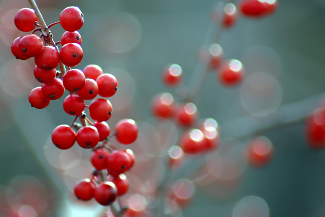 Winter Berries