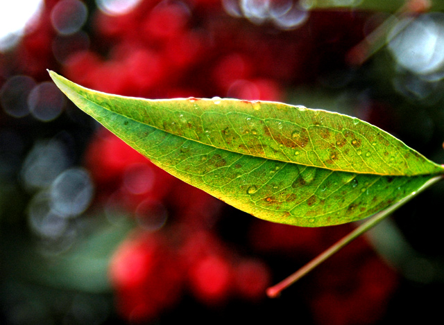 The Lone Leaf