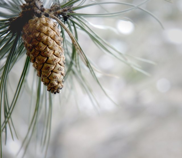 Pine Cone