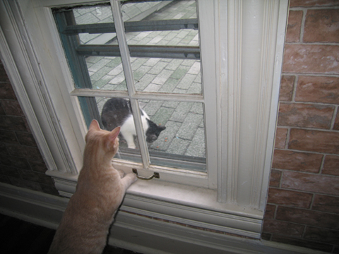 Cat on a Hot Tin Roof