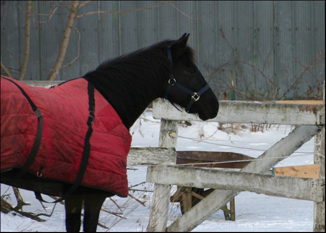 Black Beauty