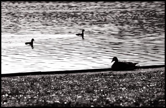 On the Waterfront