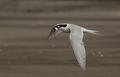 tern