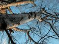 Looking up a winter tree