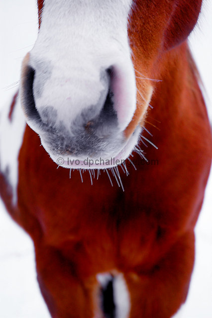 The Horse Whiskerer