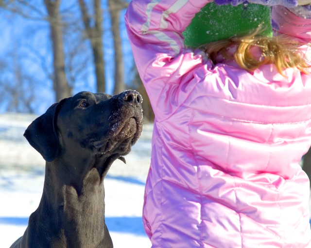 Puppy Training