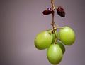 Ripeness Descending