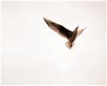 Lightness of Being