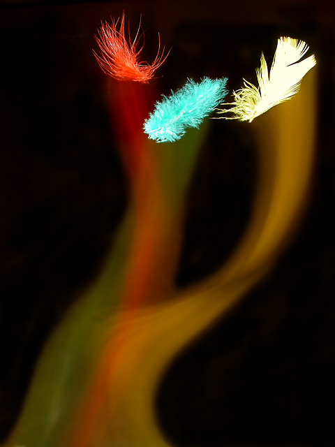 The Feather Dance