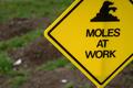 Moles at work