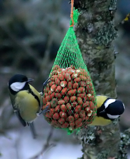 1 (Bag) +2 (Birds ) = Getting Nuts