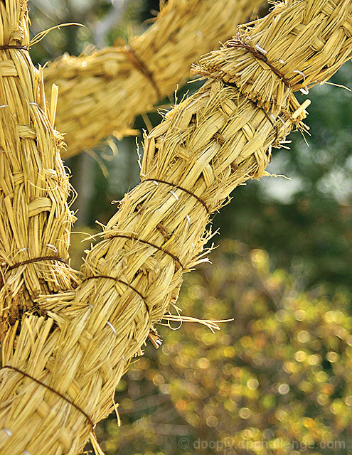 Branches Dressed for a Cold Winter