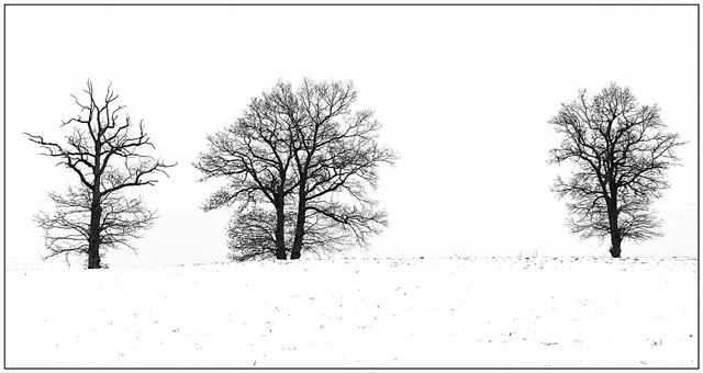 Winter trees