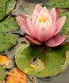 Waterlily