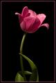 Tulip