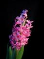 Hyacinth