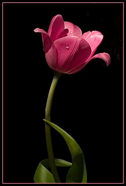 Tulip