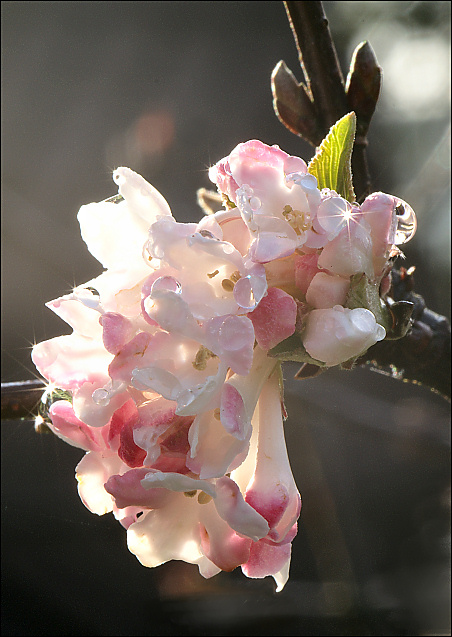 Viburnum x bodnantense 'Charles Lamont'