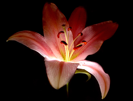 Day Lily