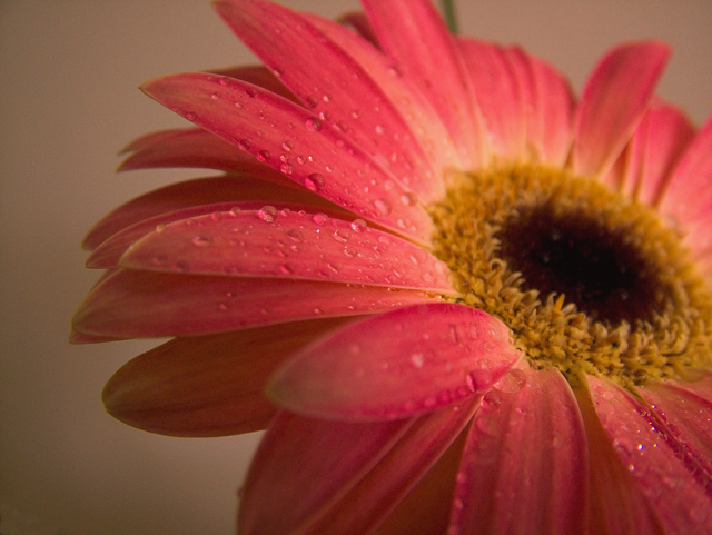 Proud Gerbera