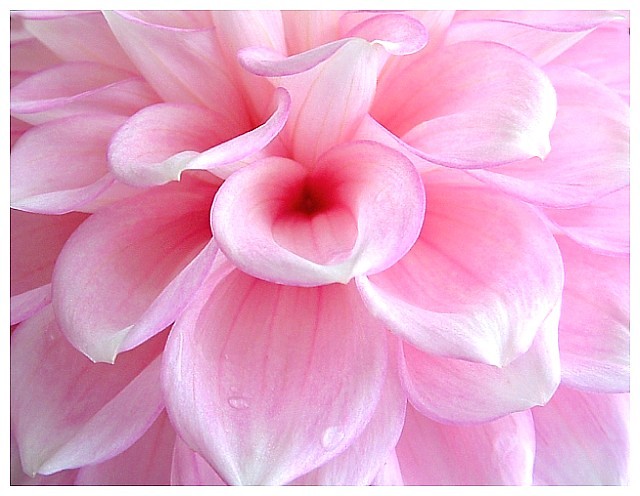 Delicate Petals