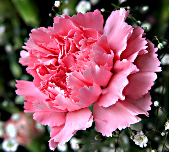 Pik Carnation