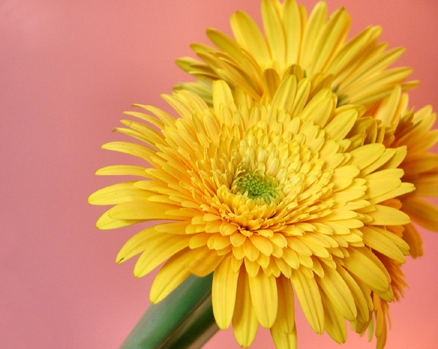 yellow mum