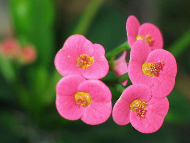 Tiny pink flowers